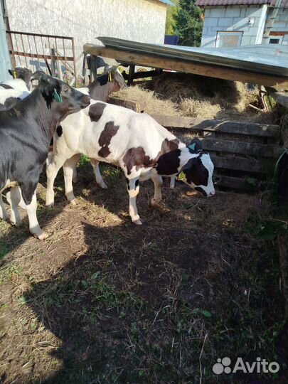 Продам подрощенных бычков