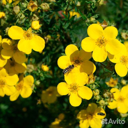 Лапчатка с доставкой - Аlena.park