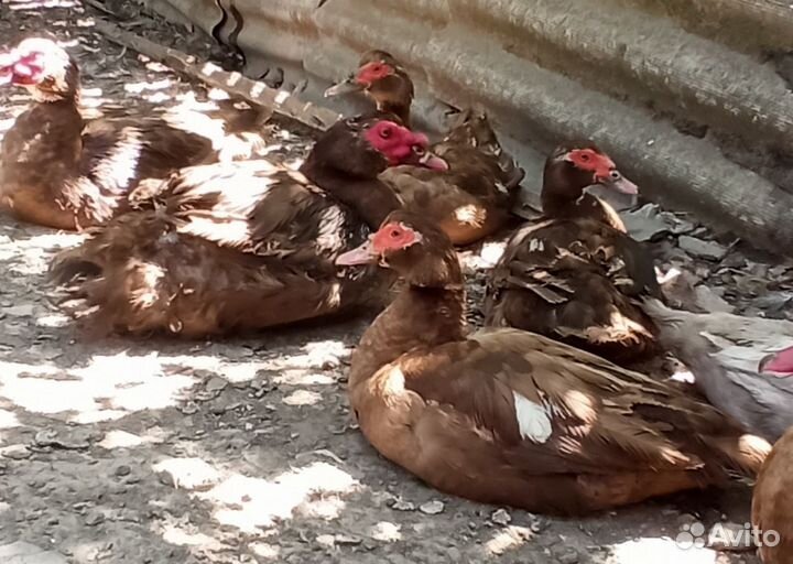 Яйца индоутиные на инкубацию