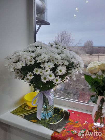 Коровы дойные молочные