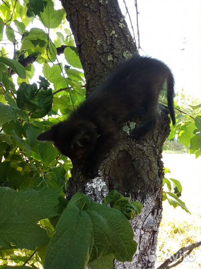 Отдам бесплатно