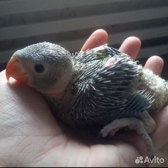 Ожереловый попугай