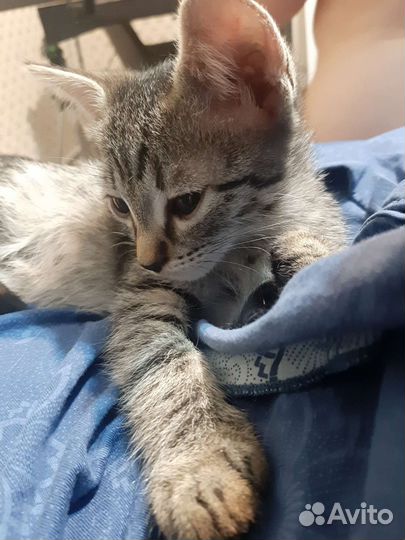 Котик в добрые руки 2м