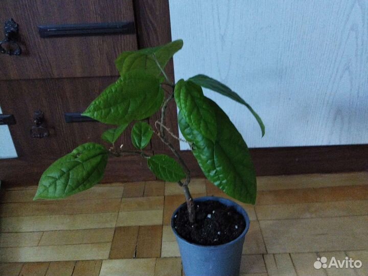 Бегония, циссус, клеродендрум