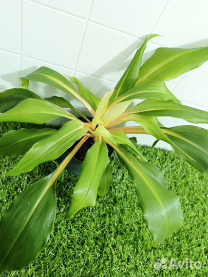 Хлорофитум Грин Оранж