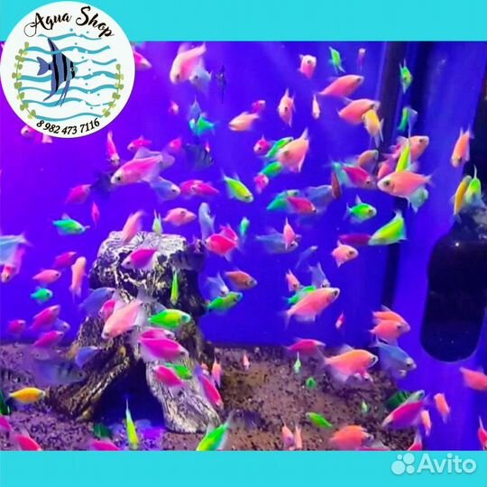 Тернеция карамелька