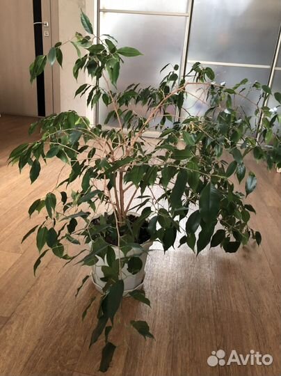 Фикус бенджамина