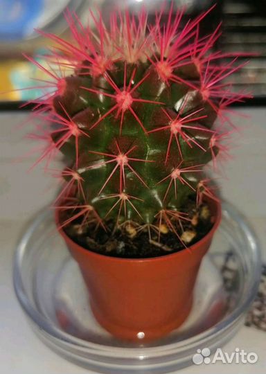 Эхинокактус грузони