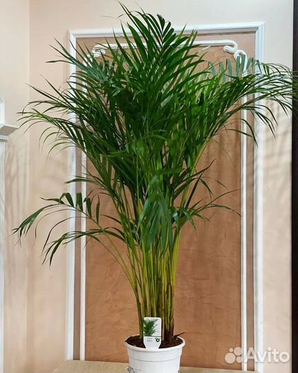 Пальма Арека (Дипсис) Хризалидокарпус