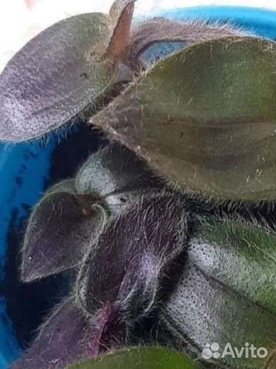 Традесканции разные сорта