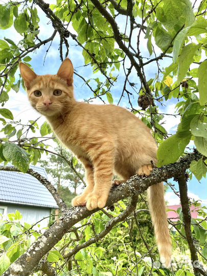 Котенок мальчик 4 месяца