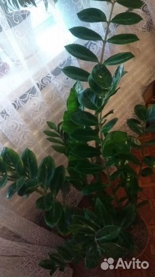 Замиокулькас 1 метр