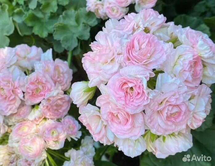 Герань пеларгония сортовая