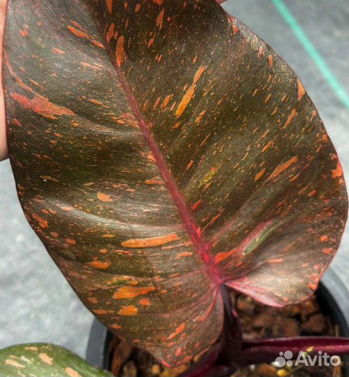 Филодендрон orange princess
