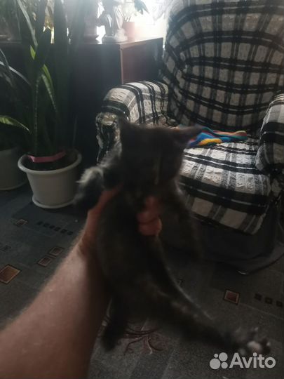 Кошки в добрые руки