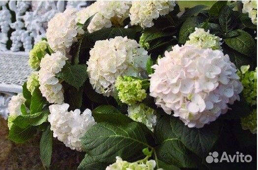 Гортензия крупнолистная вечное лето Зе Брайд