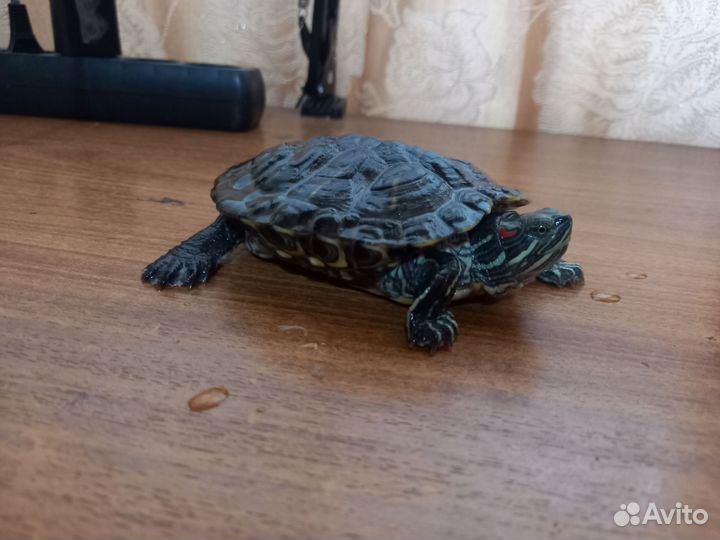 Черепаха