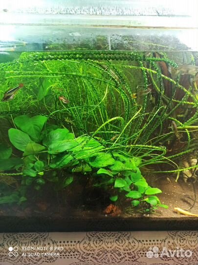 Аквариум готовый на 150 литров