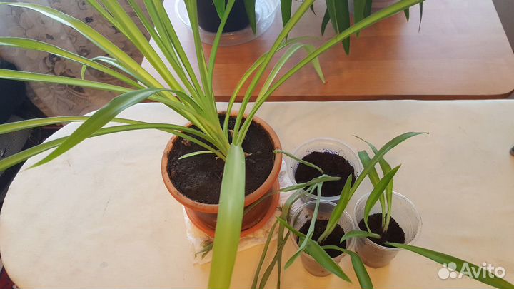 Хлорофитум