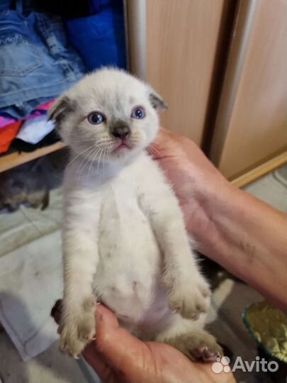 Шотландские котята
