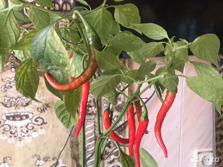 Острый перец в горшке