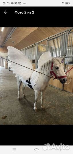 Крылья пегаса и рог единорога для пони