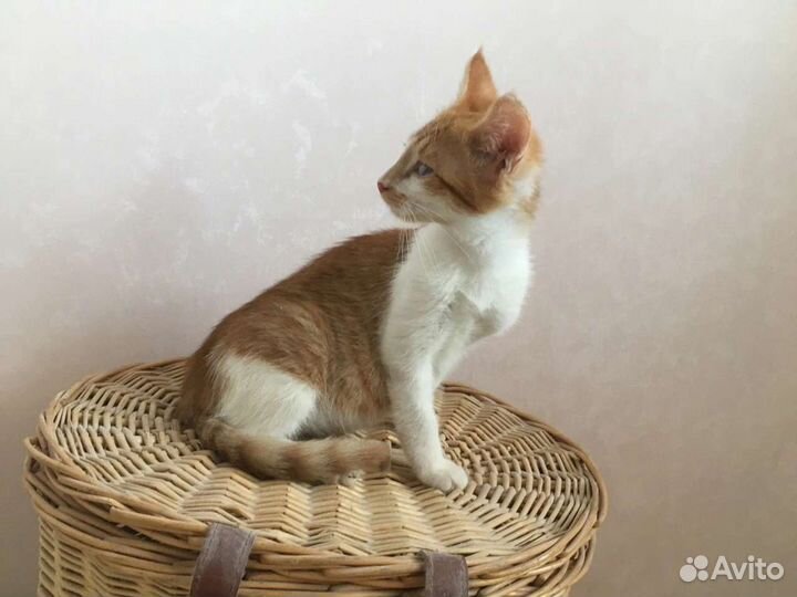 Котик 4 месяца