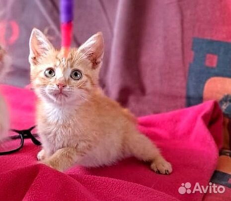 Котёнок рыжая девочка