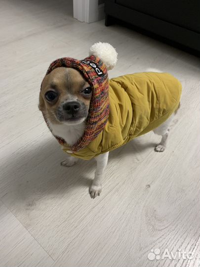 Вязка собак чихуахуа