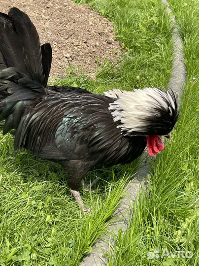 Голландская белохохлая