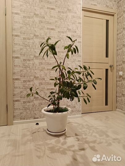 Фикус большой