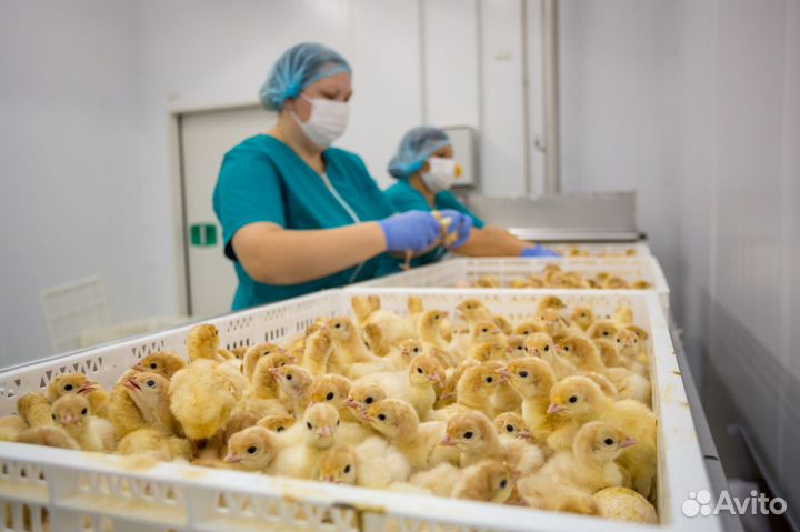 Интересная работа в инкубаторе, для всех(вахта)