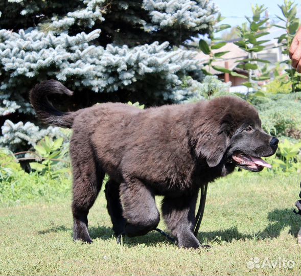 Девочка ньюфаундленд