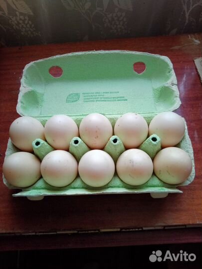 Утиные яйца