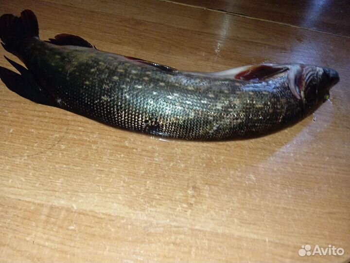 Свежая рыба