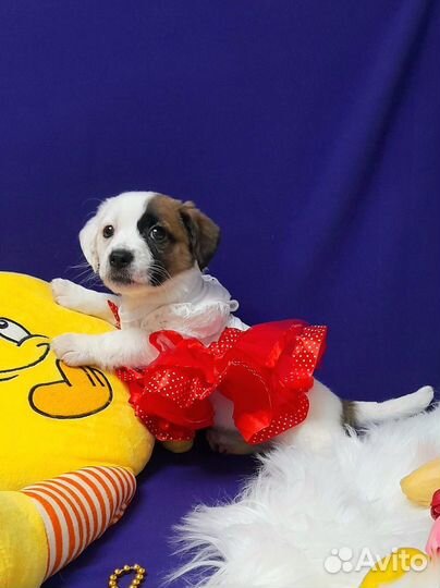 Джек Рассел терьер милая красотка