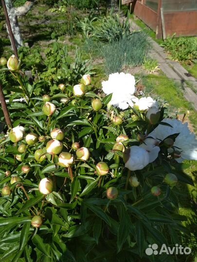 Пионы, 7 сортов, саженцы