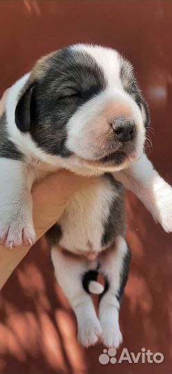 Московская сторожевая