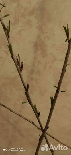 Миндаль розовый