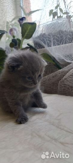 Британская вислоухая кошка