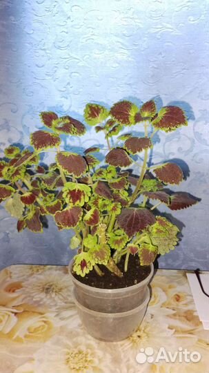 Комнатные цветы