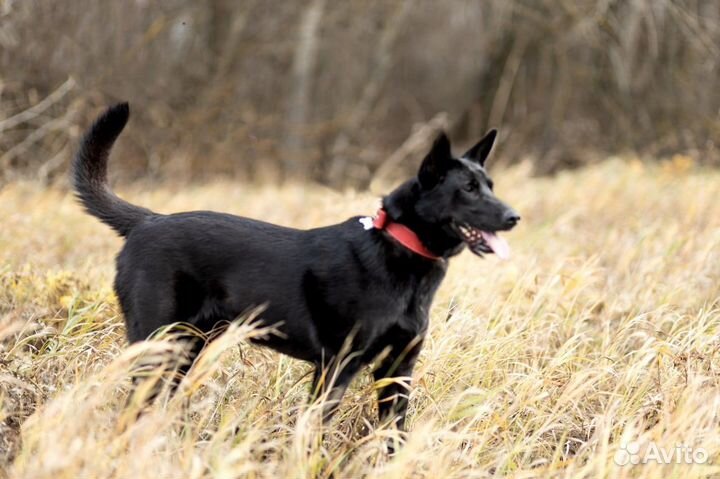 Черная собака