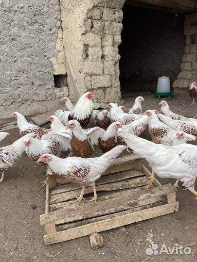 Йокогама куры ия