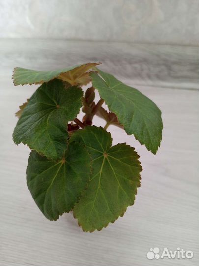 Бегония элатиор оранж