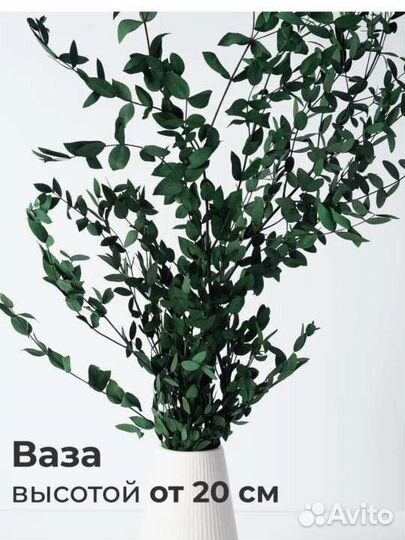 Сухоцвет эвкалипт стабилизированный, для декора