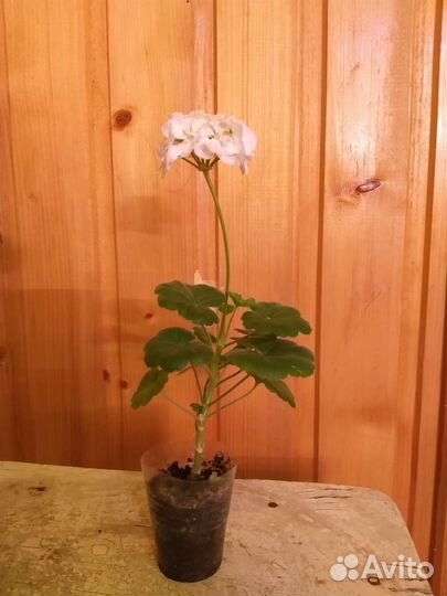 Пеларгония герань