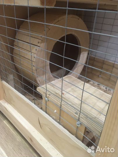 Шиншилла самец