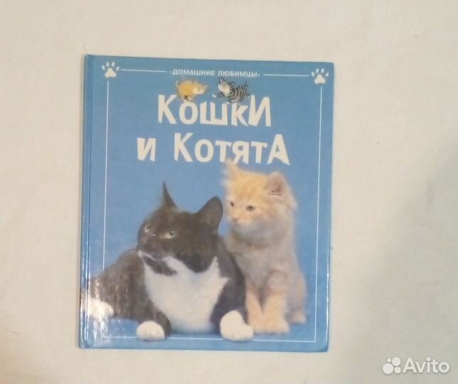 Кошки и котята