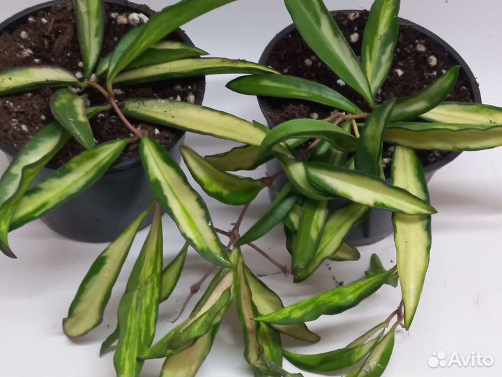 Хойя вайети триколор