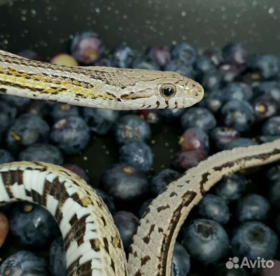 Змеи для фотосессии